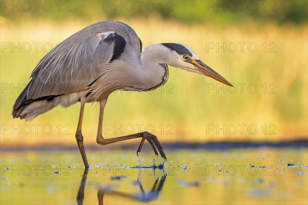 Grey heron (Ardea cinerea), also heron, hunting, fishing, sunrise, shallow water zone, shore zone,