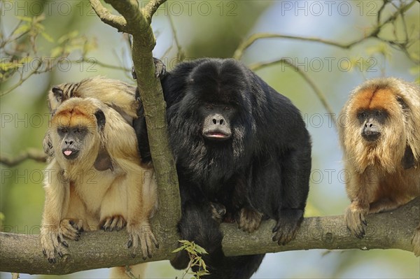 Black howler (Alouatta caraya), male and female with young, captive, occurring in South America
