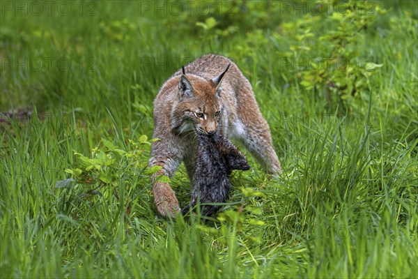 Hunting Eurasian lynx (Lynx lynx) walking with killed muskrat (Ondatra zibethicus) prey in its