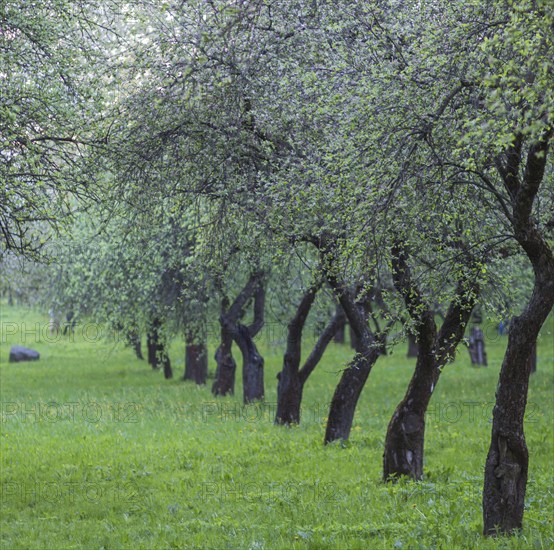 Trees in the evening in the spring park