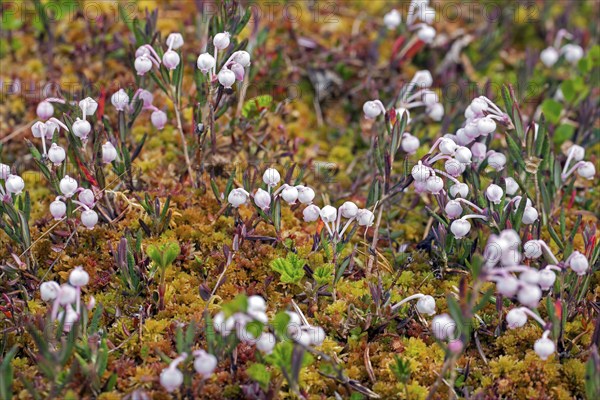 Bog-rosemary (Andromeda polifolia) in flower in Sweden, native to northern parts of the Northern