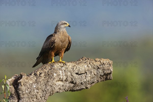 Black kite (Milvus migrans), flight photo, perch, Hides De Calera / Steppe Raptors, Nussloch,
