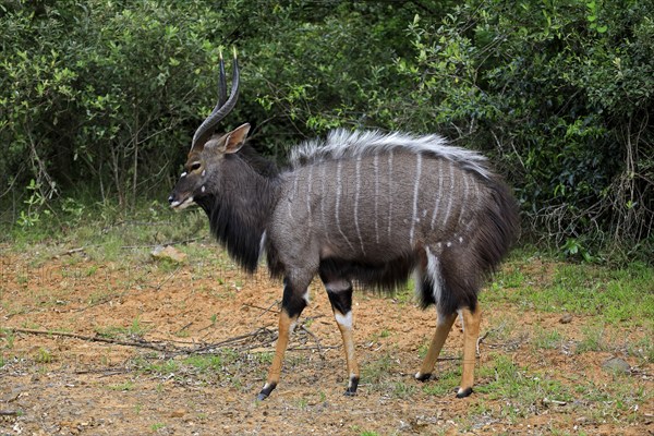 Nyala (Tragelaphus angasii), adult, male, foraging, Saint Lucia Estuary, Isimangaliso Wetland Park,