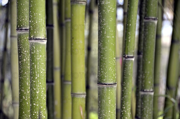 Bamboo grass, Phyllostachys viridi-glaucescens, China, Asia