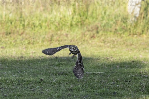 Little owl (Athene noctua), flying, Emsland, Lower Saxony, Germany, Europe