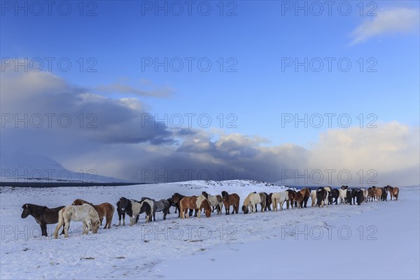 A herd of Icelandic horses standing in a snowstorm on the coast, winter, Akureyri, North Iceland,
