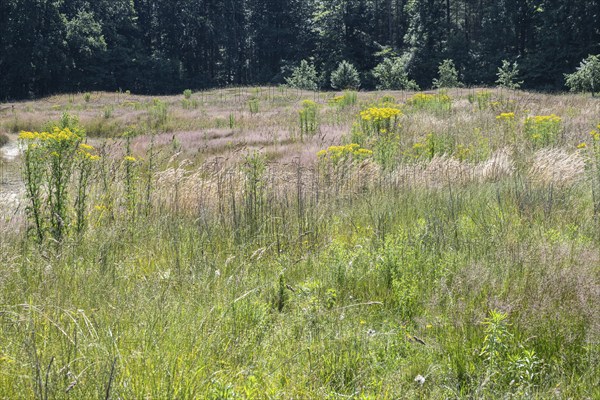Extensive meadow with St James' ragwort (Senecio jacobaea) and flowering grasses, Emsland, Lower