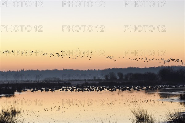 White-fronted goose (Anser albifrons), crane (Grus grus), geese at roost, shortly in front of