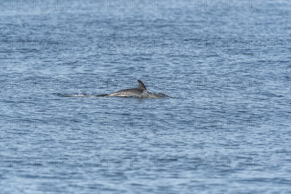 Common dolphin (Delphinus delphis) swimming on the surface of the water in the Iroisee. Finistere,