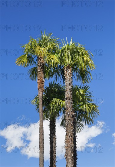Palm trees against a blue sky in Ascona, Canton Ticino, Switzerland, Europe