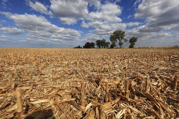 Romania, in the south of the country, maize field after harvest, harvested, stubble field, Europe