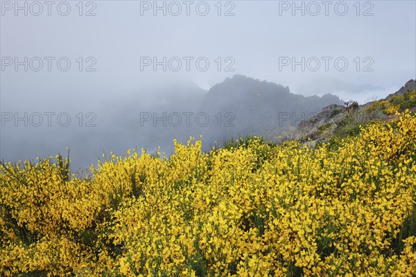 View of Madeira mountains in clouds with blooming Cytisus shrubs on sunset. Madeira island,