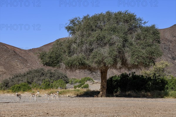 Angola springboks (Antidorcas angolensis) in the Hoanib dry river, Kaokoveld, Kunene region,