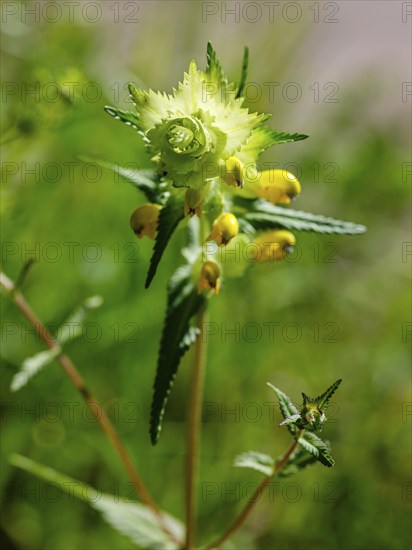 Greater Yellow Rattle (Rhinanthus alectorolophus), Bischofswiesen, Berchtesgadener Land, Upper