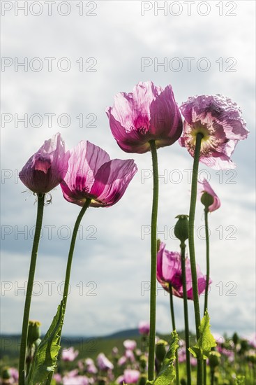 Opium poppy (Papaver somniferum), opium poppy field, Erlenbach, near Heilbronn, Baden-Württemberg,