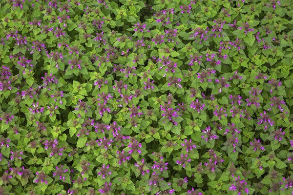 Lamium, Deadnettle with pink flowers in spring, Quebec, Canada, North America