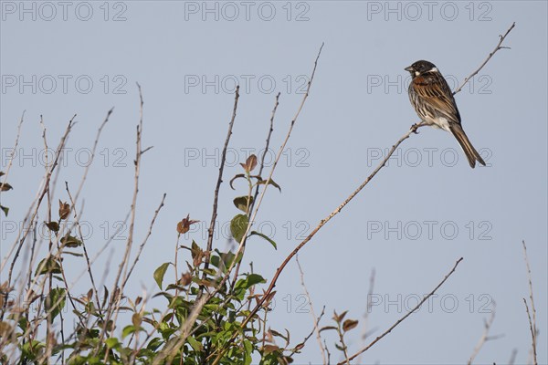 Reed bunting (Emberiza schoeniclus), male sitting on a branch, animal portrait, Bagges Dæmning,