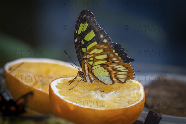Malachite butterfly (Siproeta stelenes), butterfly sucking liquid from a halved orange, the wings
