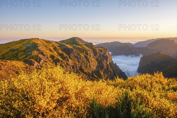 View from Pico do Arieiro of mountains over clouds with blooming Cytisus shrubs on sunset with