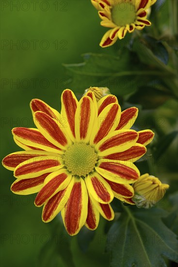 Flower of the autumn chrysanthemum, Dendranthema indicum orange