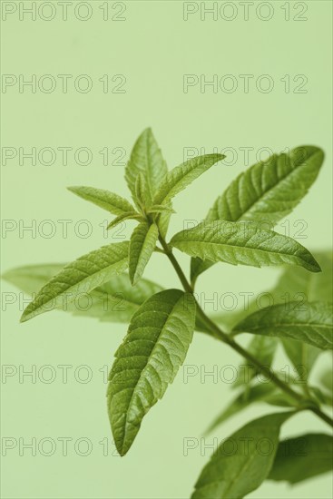 Lemon verbena, close-up of the plant, Aloysia citrodora