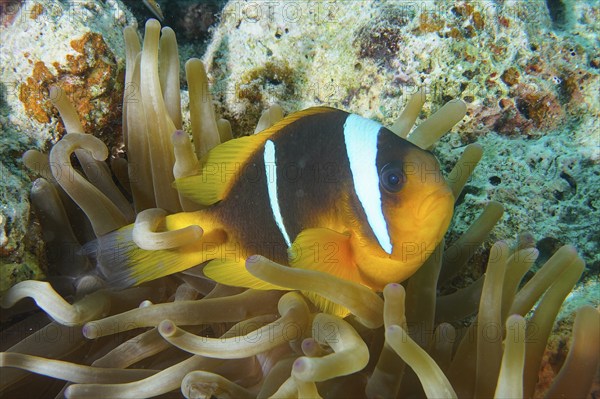 Red sea clownfish (Amphiprion bicinctus), clownfish in a sea anemone, with white and black stripes.
