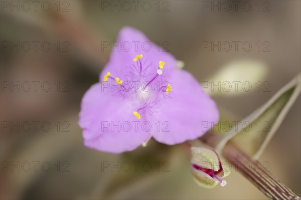 Tradescantia (Callisia navicularis, Tradescantia navicularis), flower, ornamental plant, North