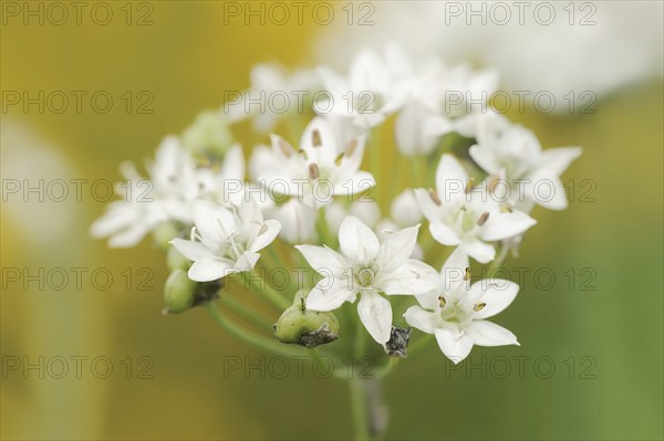 Garlic chives (Allium tuberosum), flowers, spice plant, medicinal plant, North Rhine-Westphalia,