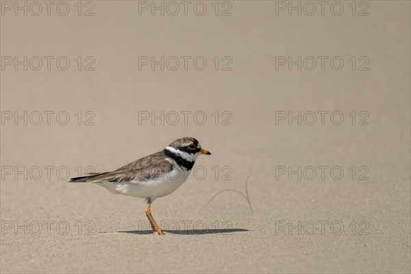 Ringed Plover (Charadrius hiaticula)