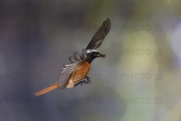 Common redstart (Phoenicurus phoenicurus), male approaching the nest with food in his beak, North