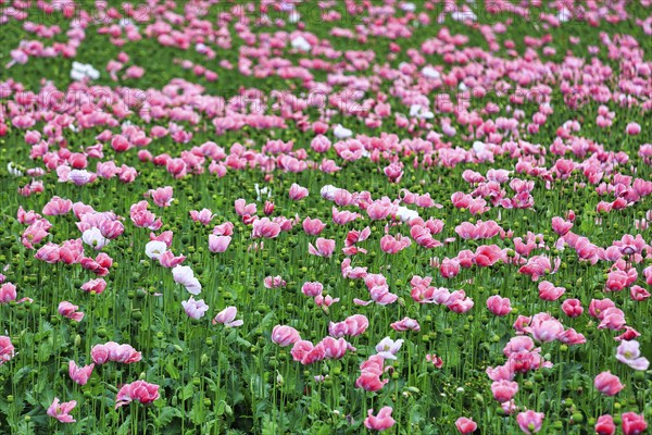 Opium poppy (Papaver somniferum), cultivation of edible poppy, poppy field, pink flowers and seed