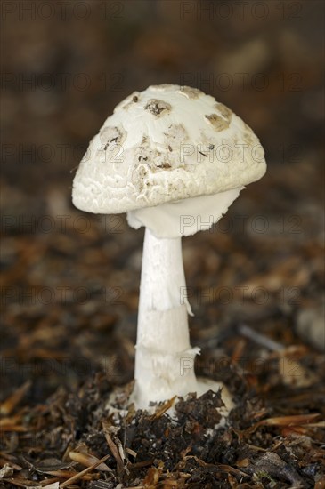False death cap (Amanita citrina), North Rhine-Westphalia, Germany, Europe