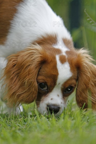Cavalier King Charles Spaniel, kitten