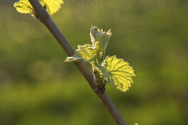Young leaves of a grapevine in spring, viticulture, budding, shoots, vines, Baden-Württemberg,