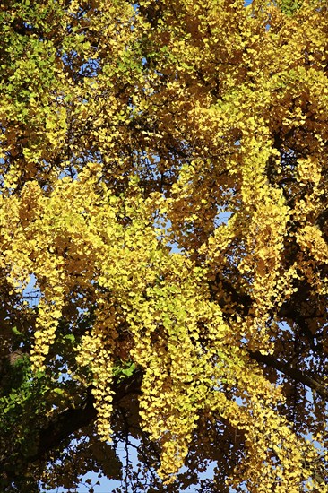 Ginkgo tree, autumn, Germany, Europe