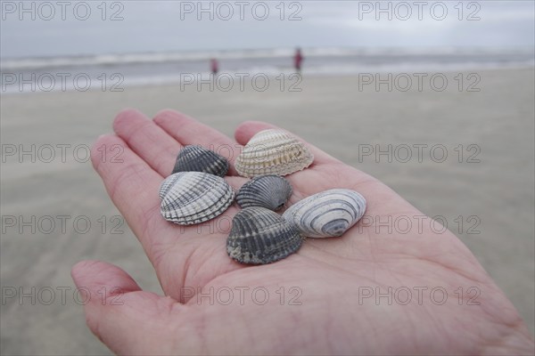 Cockles (Cardiidae), hand, beach, Langeoog, Germany, mussels lying in the outstretched hand. In the