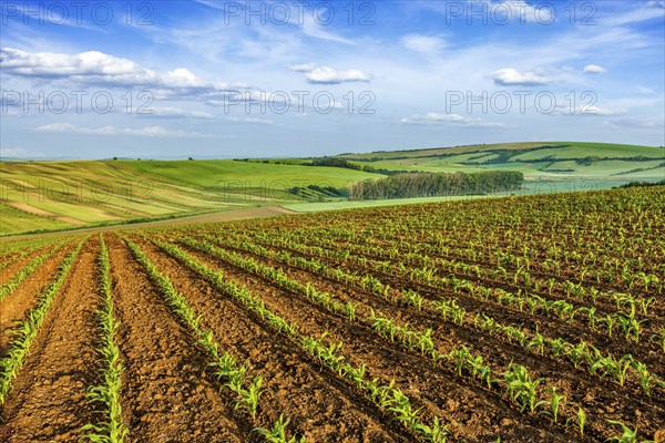 Rolling fields of Moravia, Czech Republic, Europe
