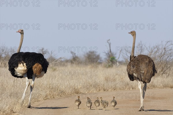 South African ostriches (Struthio camelus australis), two adults, male and female, standing on the