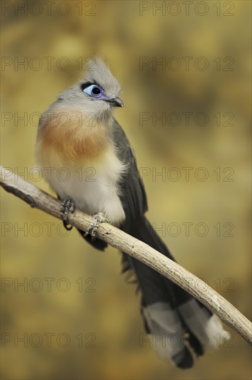 Crested coua (Coua cristata), captive, occurring in Madagascar