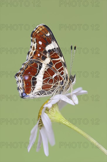 Landcarts or Landcarts butterfly (Araschnia levana f. prorsa), butterfly of the summer generation,