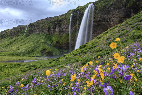 Waterfall on a steep slope, flower meadow, summer, cloudy, long exposure, Seljalandsfoss, Southwest
