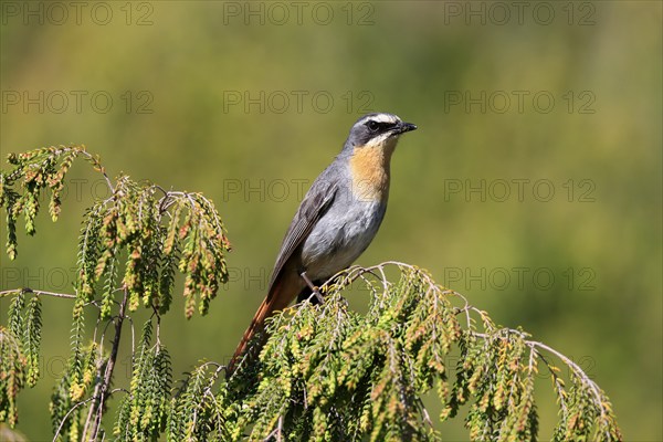 Cossypha caffra, adult, on bush, vigilant, Protea, Kirstenbosch Botanical Gardens, Cape Town, South