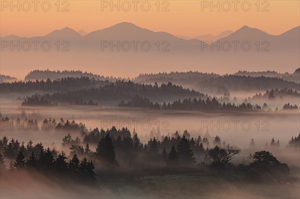 Morning fog over trees, mountains, near Bad Kohlgrub, Bavarian Alps behind, Bavaria, Germany,