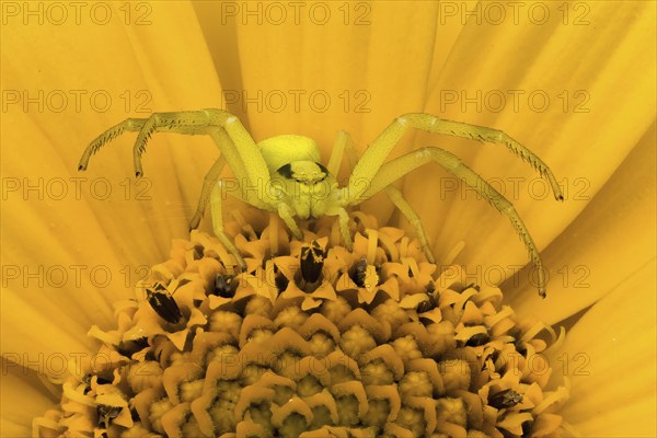 Goldenrod crab spider (Misumena vatia) sitting in wait on a yellow flower, Hesse, Germany, Europe