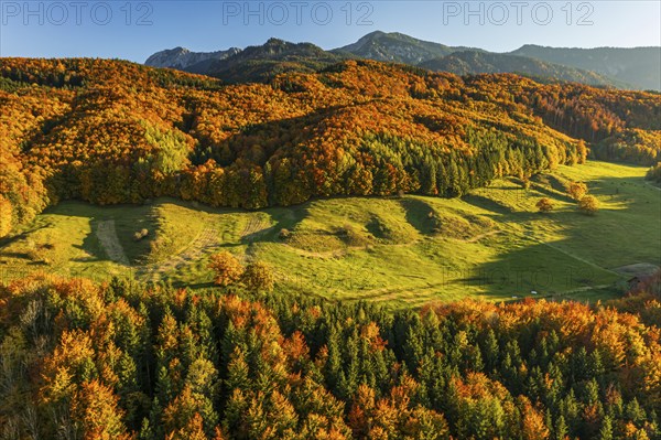 Aerial view of a mountain forest in front of mountains in autumn, sunny, Ohlstadt, view of