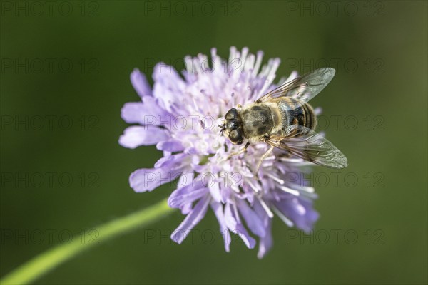 Drone fly (Eristalis interrupta) on water mint (Mentha aquatica), Emsland, Lower Saxony, Germany,