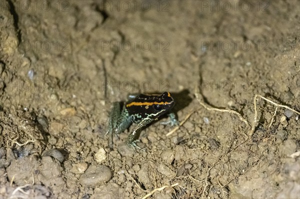 Golfodulcean poison frog (Phyllobates vittatus), sitting in a burrow, Corcovado National Park, Osa,