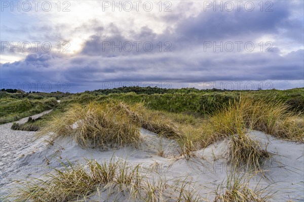 North Sea island of Spiekeroog, East Frisia, Lower Saxony, Germany, dune landscape, in the eastern
