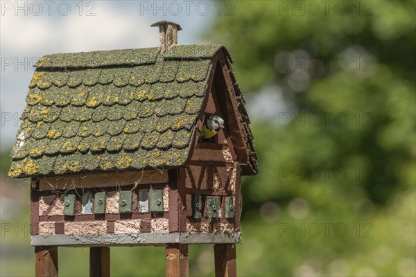 Blue tit (Cyanistes caeruleus) looking through the hole of a nest box shaped like a small house.
