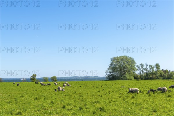 Island Skarø, Skaroe, pasture with sheep, agriculture, Danish South Sea, Sydfyn, South Funen,